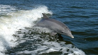 dolphin-1167996__180.jpg