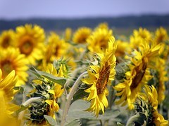 sunflowers-1146374__180.jpg